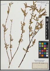 Foto von Salix alba L.